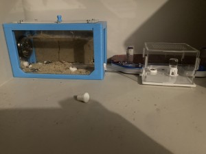 [Blog] Messor barbarus Élec (2) + bertrude 2, IMG_2747.jpeg