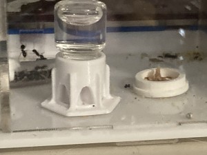 [Q/R] Messor barbarus Élec (2) + bertrude 2, image.jpg