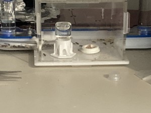 [Q/R] Messor barbarus Élec (2) + bertrude 2, image.jpg