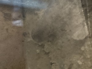 Y a toujours 2,3 entrées au-dessus mais la principale est connectée., [Q/R] Messor barbarus Élec (2) + bertrude 2