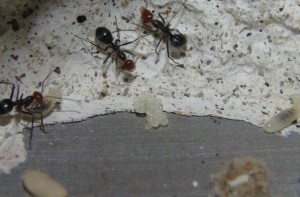 Oeufs Myrmecocystus placodops, [Blog] Myrmecocystus placodops (fourmi pot de miel) de Seed noir