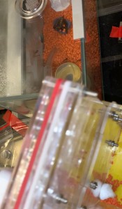 2 squatte dans l’aire de chasse + 2 fourmis dans les galeries, [Blog] Camponotus barbaricus Marmoun
