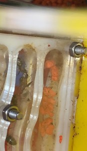 4 naissance en cours, [Blog] Camponotus barbaricus Marmoun