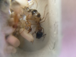 [Blog] Les Camponotus sanctus de Lorette, IMG_9683.jpeg