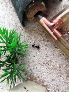 Photo n° 9, Mes fourmis en ce début d'année.
