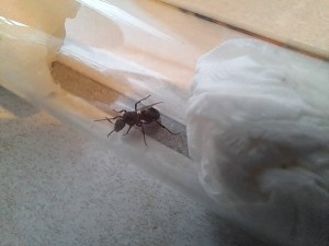 photo 4, Identification Reine rouge suisse
