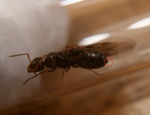 [Tapinoma sp.] Toute petite gyne : Lasius sp. ?, 20250530_222643.jpg