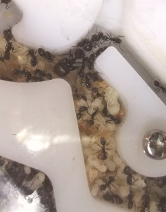 [Blog] Messor barbarus de Marie Aromat, IMG_20250603_121539_edit_455681664466403.jpg
