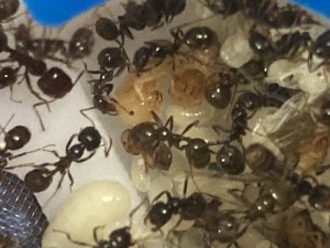 [Blog] Messor barbarus Élec (2) + bertrude 2, IMG_2785.jpeg