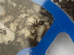 [Blog] Messor barbarus Élec (2) + bertrude 2, IMG_2777.jpeg