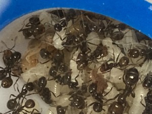 [Blog] Messor barbarus Élec (2) + bertrude 2, IMG_2775.jpeg