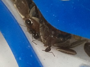 [Blog] Messor barbarus Élec (2) + bertrude 2, IMG_2776.jpeg