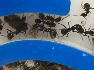 [Blog] Messor barbarus Élec (2) + bertrude 2, IMG_2781.jpeg