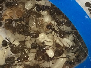 [Blog] Messor barbarus Élec (2) + bertrude 2, IMG_2784.jpeg