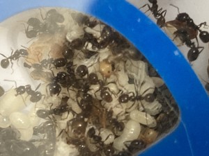 [Blog] Messor barbarus Élec (2) + bertrude 2, IMG_2788.jpeg