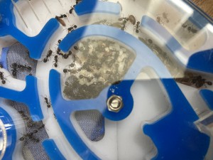 [Blog] Messor barbarus Élec (2) + bertrude 2, IMG_2772.jpeg