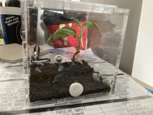 Petit terrarium à terre stérilisée, avec plan de sauge avec racine + pucerons et enfin deux trois cailloux., [Blog] Messor barbarus Élec (2) + bertrude 2