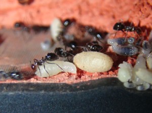 Cocon Myrmecocystus mimicus, [Blog] Myrmecocystus mimicus (fourmi pot de miel) de Seed noir
