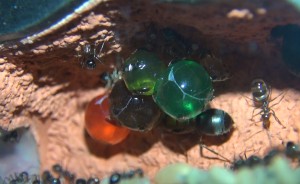 Pot de miel Myrmecocystus mimicus, [Blog] Myrmecocystus mimicus (fourmi pot de miel) de Seed noir