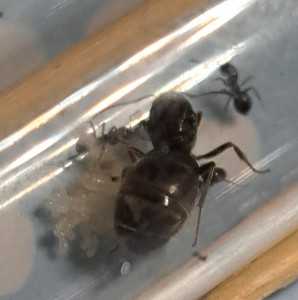 Fondation Lasius niger, 20250605_072538.jpg