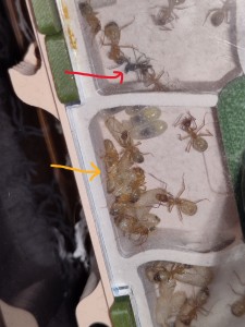 [BLOG] Camponotus sanctus de Bouboulou, IMG_20250605_170204.jpg
