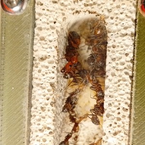 [BLOG]Les C.nicobarensis de Gigantiosp 59, IMG_20250605_224332.jpg