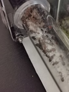 [Blog] Camponotus nicobarensis n°2 de Marie Aromat, IMG_20250606_080509.jpg