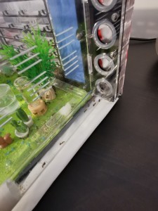 [Blog] Camponotus nicobarensis n°2 de Marie Aromat, IMG_20250606_080520.jpg