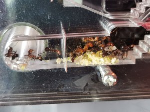 [Blog] Camponotus nicobarensis n°2 de Marie Aromat, IMG_20250606_080818.jpg