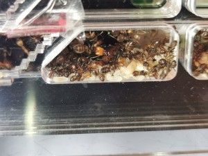 [Blog] Camponotus nicobarensis n°2 de Marie Aromat, IMG_20250606_080830.jpg