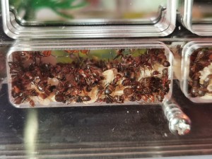 [Blog] Camponotus nicobarensis n°2 de Marie Aromat, IMG_20250606_080836.jpg