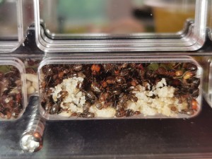 [Blog] Camponotus nicobarensis n°2 de Marie Aromat, IMG_20250606_080850.jpg