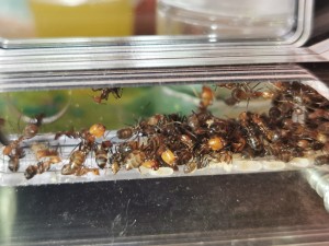 [Blog] Camponotus nicobarensis n°2 de Marie Aromat, IMG_20250606_080858.jpg