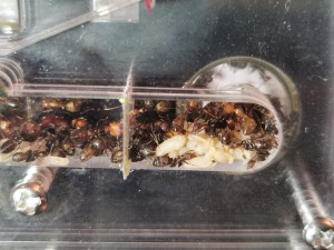 [Blog] Camponotus nicobarensis n°2 de Marie Aromat, IMG_20250606_081005.jpg