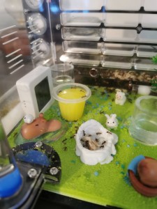 [Blog] Camponotus nicobarensis n°2 de Marie Aromat, IMG_20250606_080439.jpg