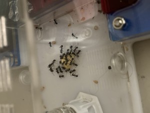 [Blog] Messor barbarus Élec (2) + bertrude 2, IMG_2797.jpeg