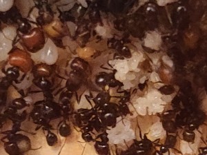 Quelques œufs !, [BLOG] Messor barbarus de Bouboulou