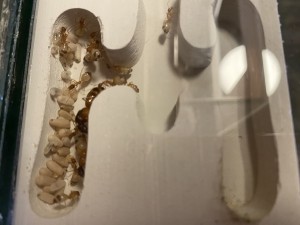 [Blog] Les Camponotus sanctus de Lorette, IMG_9731.jpeg