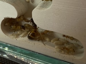 [Blog] Les Camponotus sanctus de Lorette, IMG_0536.jpeg