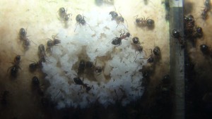 Ponte Lasius emarginatus 2, [Blog] Lasius emarginatus de Seed noir