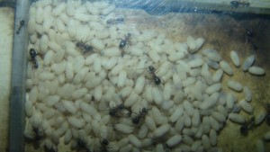 Cocons Lasius emarginatus, [Blog] Lasius emarginatus de Seed noir