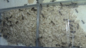Cocons Lasius emarginatus 2, [Blog] Lasius emarginatus de Seed noir