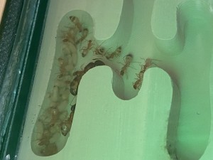 [Blog] Les Camponotus sanctus de Lorette, IMG_9747.jpeg