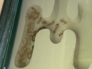 [Blog] Les Camponotus sanctus de Lorette, IMG_9740.jpeg