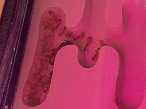 [Blog] Les Camponotus sanctus de Lorette, IMG_9744.jpeg