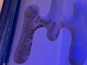 [Blog] Les Camponotus sanctus de Lorette, IMG_9742.jpeg