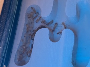 [Blog] Les Camponotus sanctus de Lorette, IMG_9741.jpeg