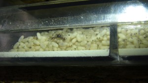 Cocons Lasius emarginatus 2, [Blog] Lasius emarginatus de Seed noir