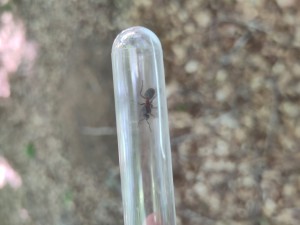 Une des gynes., Essaimage Formica rufa