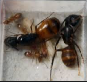 Polymorphisme entre minor et major, [Blog] Les américaines de Gigi !